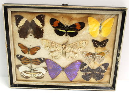 Framed display of actual moths & butterflies - 8"x10 1/4": Framed display of actual moths & butterflies - 8"x10 1/4"