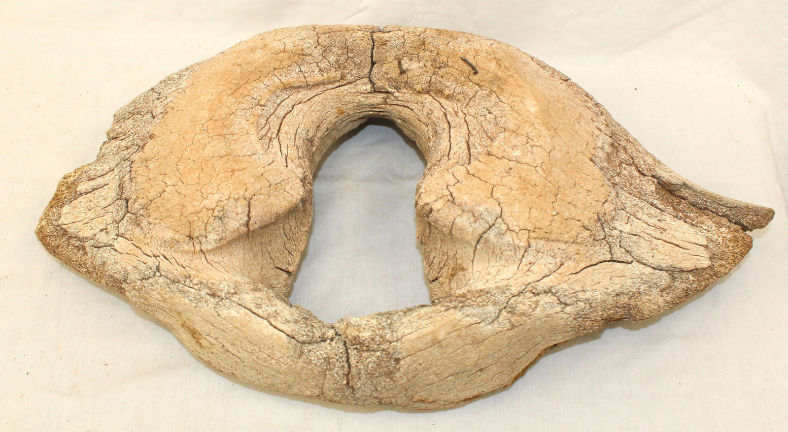 Antique whale vertebrae - 4 1/2" tall x 21"x13" (1 of 6)