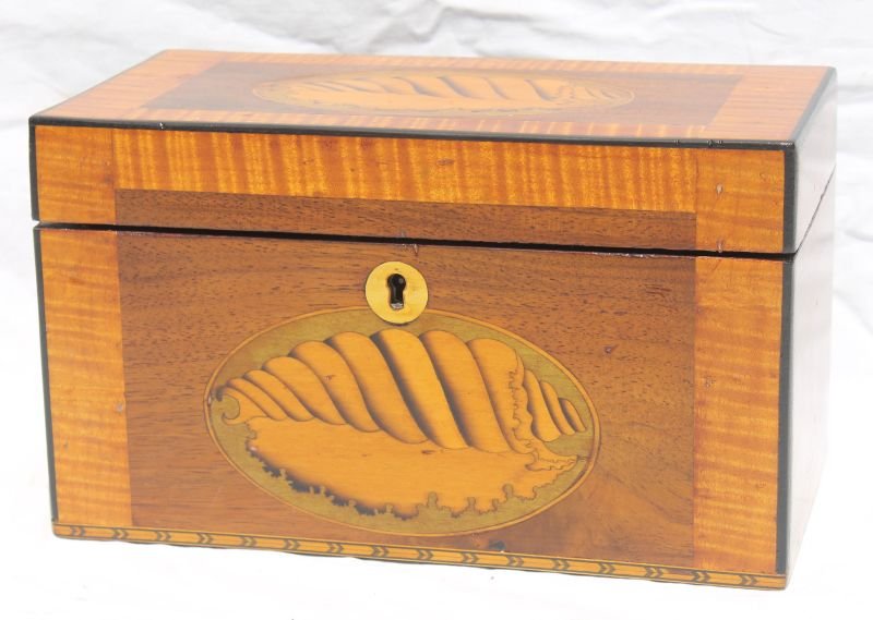 19thC mahogany tea caddy w conch shell inlay & tiger: 19thC mahogany tea caddy w conch shell inlay & tiger maple banding - 9 1/4" wide x 5 1/4" deep x 5 1/2" tall