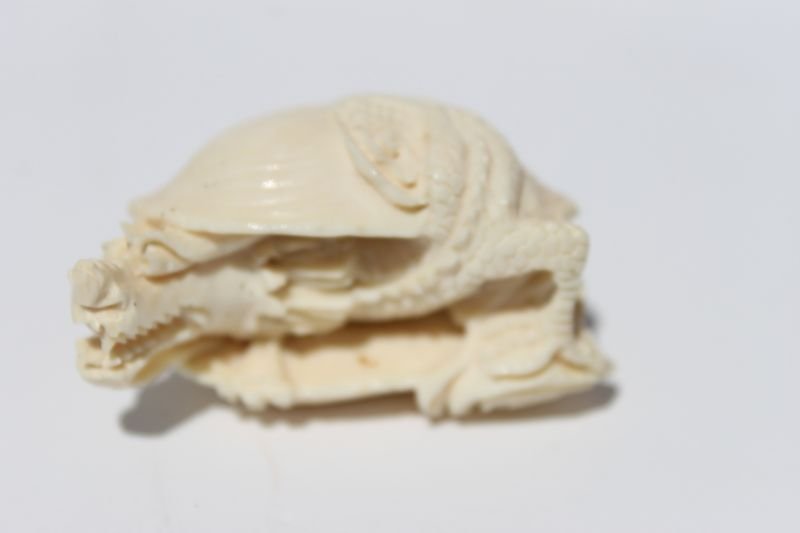 Asian carved ivory netsuke of clamshell w dragon inside: Asian carved ivory netsuke of clamshell w dragon inside - 2" long