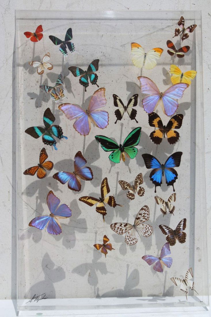 Wonderful collection of approx 27 butterflies by Sam (1 of 6)
