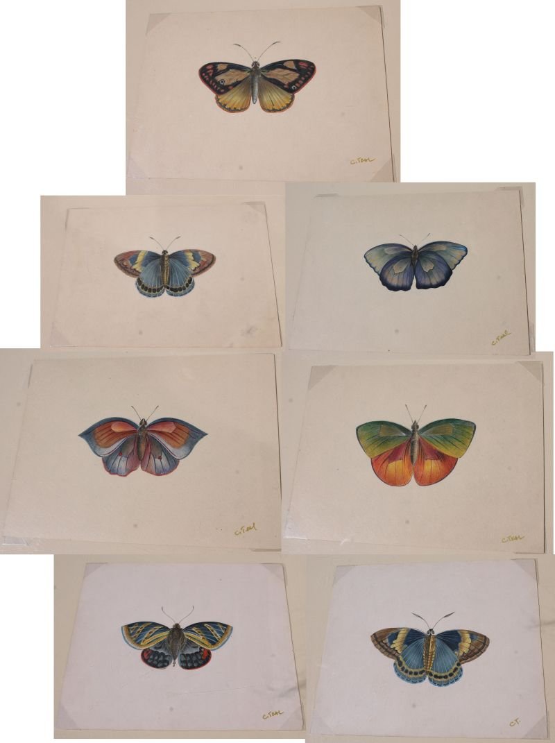 Fine lot of 7 sgnd C. Teal very detailed paitings of (1 of 9)