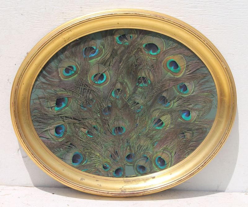 nicely framed peacock feather display - 19 1/2" x 23" (1 of 1)
