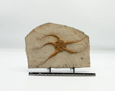 Moroccan Jurassic Starfish Fossil: Moroccan Jurassic Starfish fossil with great detail.