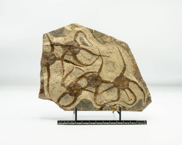 Premium Rock, Fossil and Gemstone Auction 20231021 Auction 572