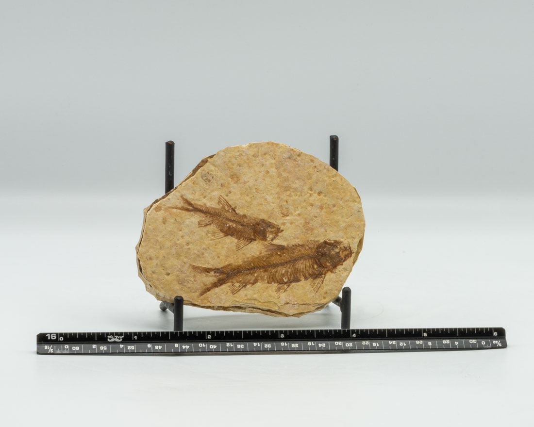 High Detail Two Fish Fossil (1 of 3)