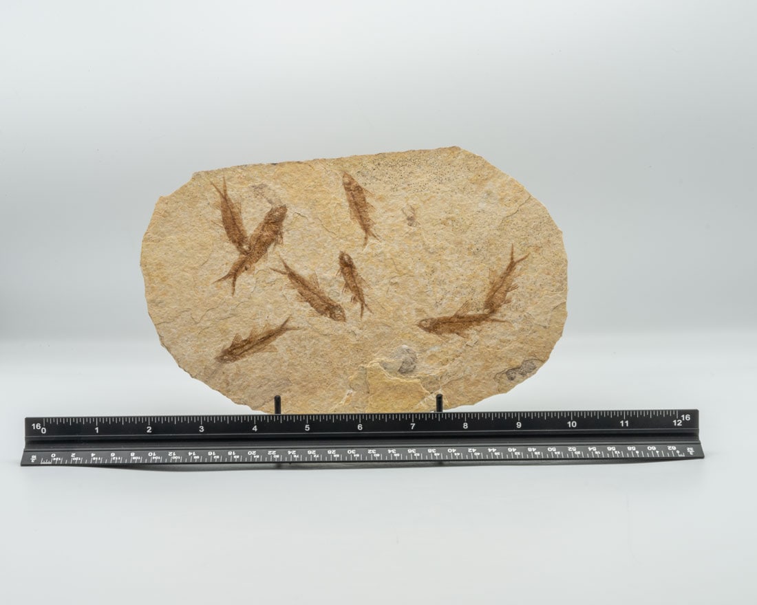 High Detail Eight Fish Fossil (1 of 3)