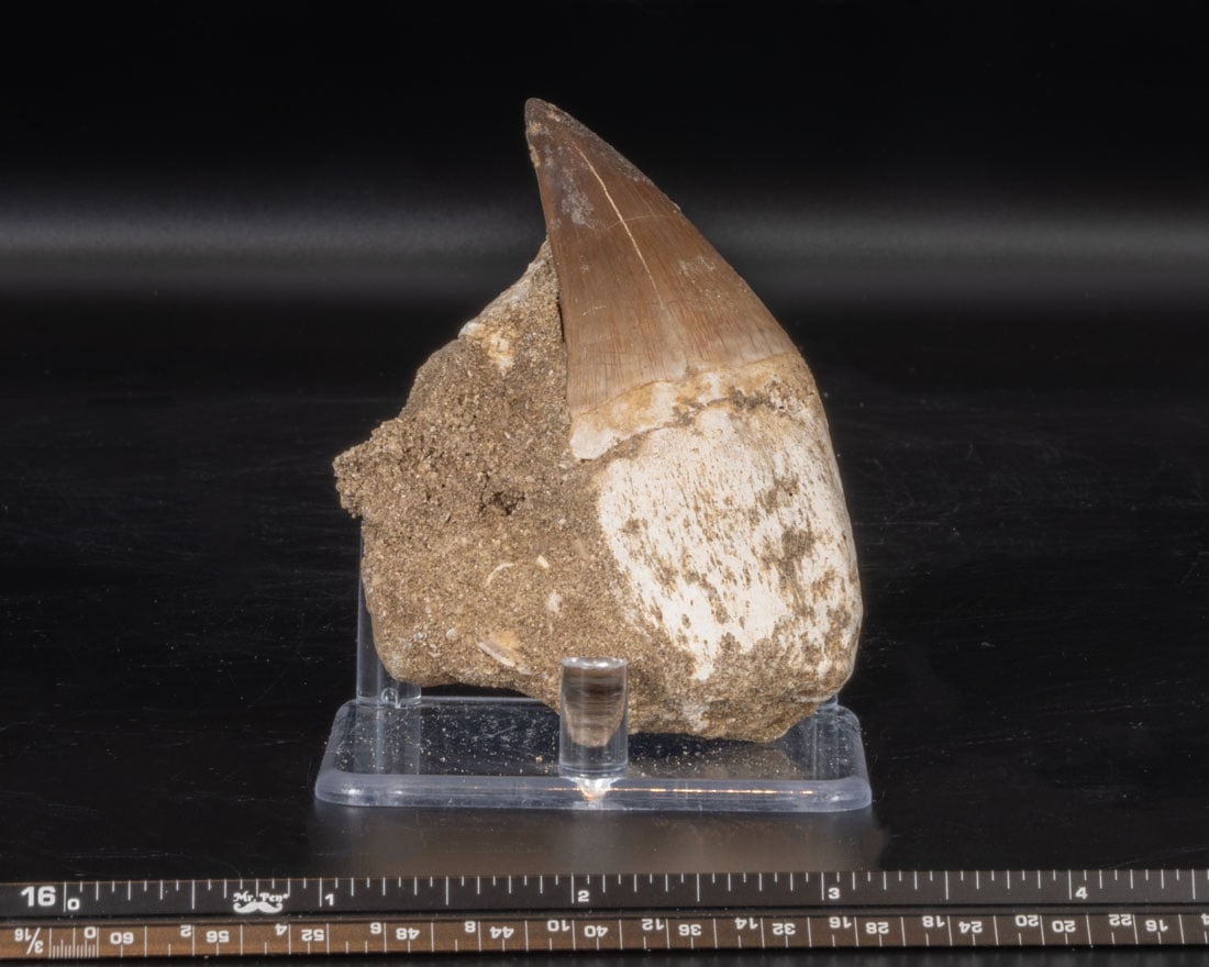 Mosasaurus Shark Tooth Fossil in Matrix: Mosasaurus shark tooth fossil in matrix from Morocco.