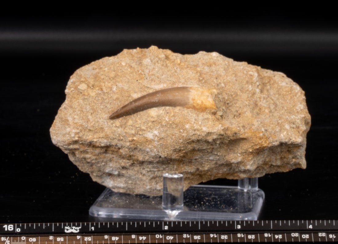 Plesiosaurus Shark Tooth Fossil in Matrix: Plesiosaurus shark tooth fossil in matrix from Morocco.