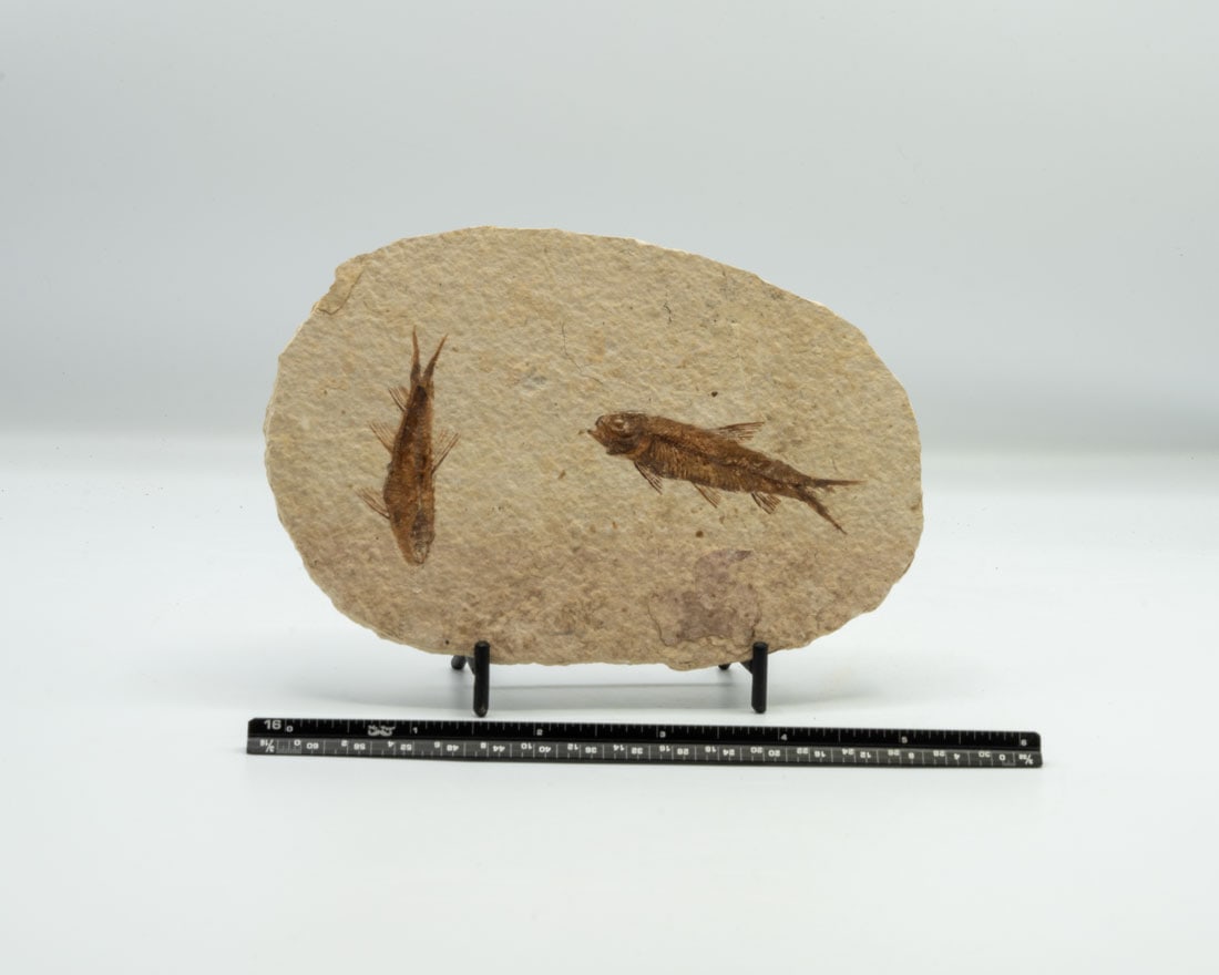 High Detail Two Fish Fossil (1 of 1)