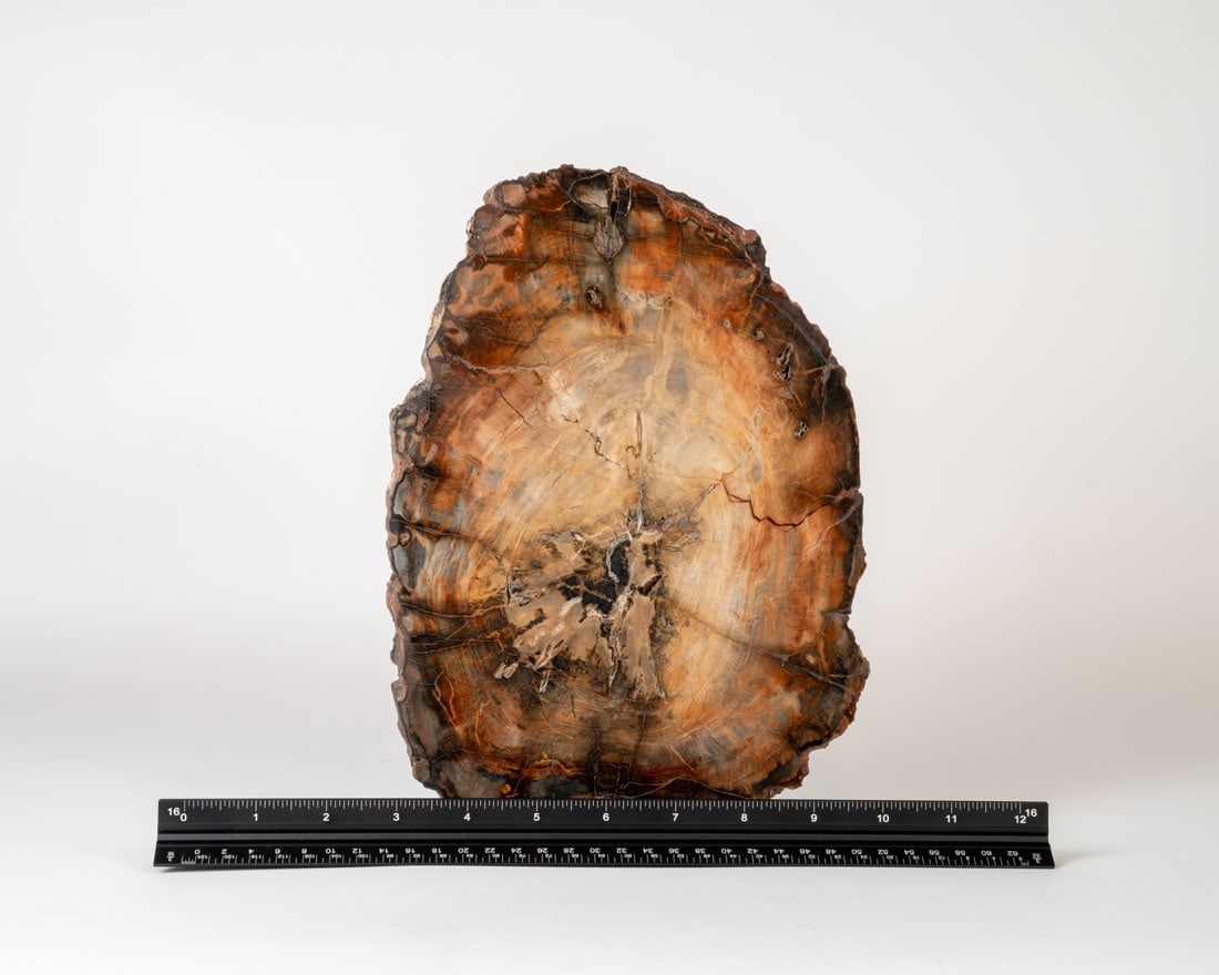 Thick Polished Petrified Wood Slab: Thick polished petrified wood slab.