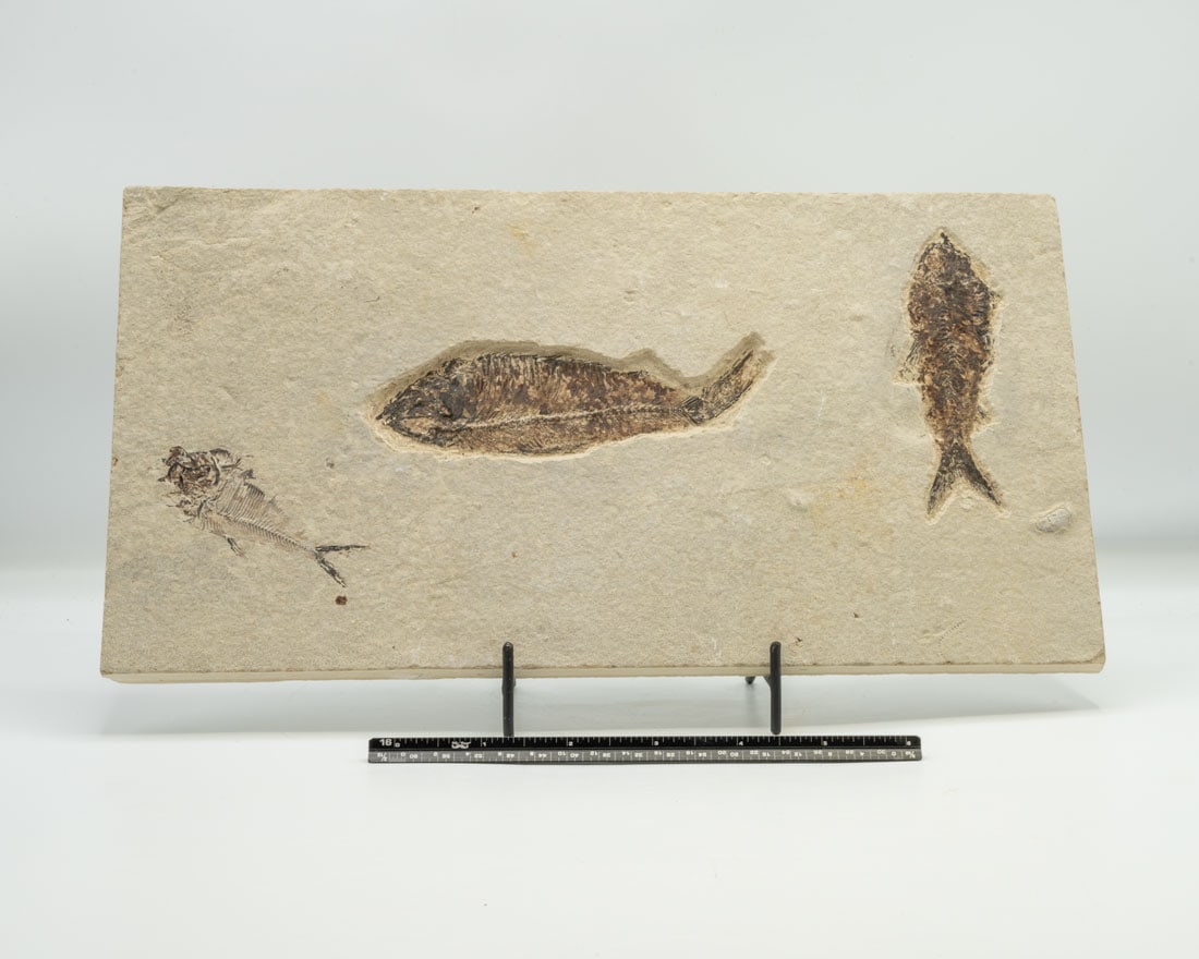 Green River Fish Fossil Plate (1 of 2)