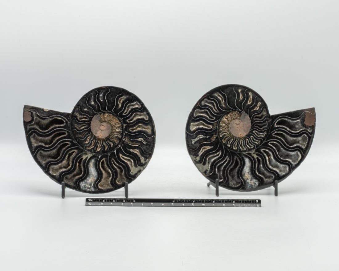 Polished Ammonite Fossil Pair (1 of 4)
