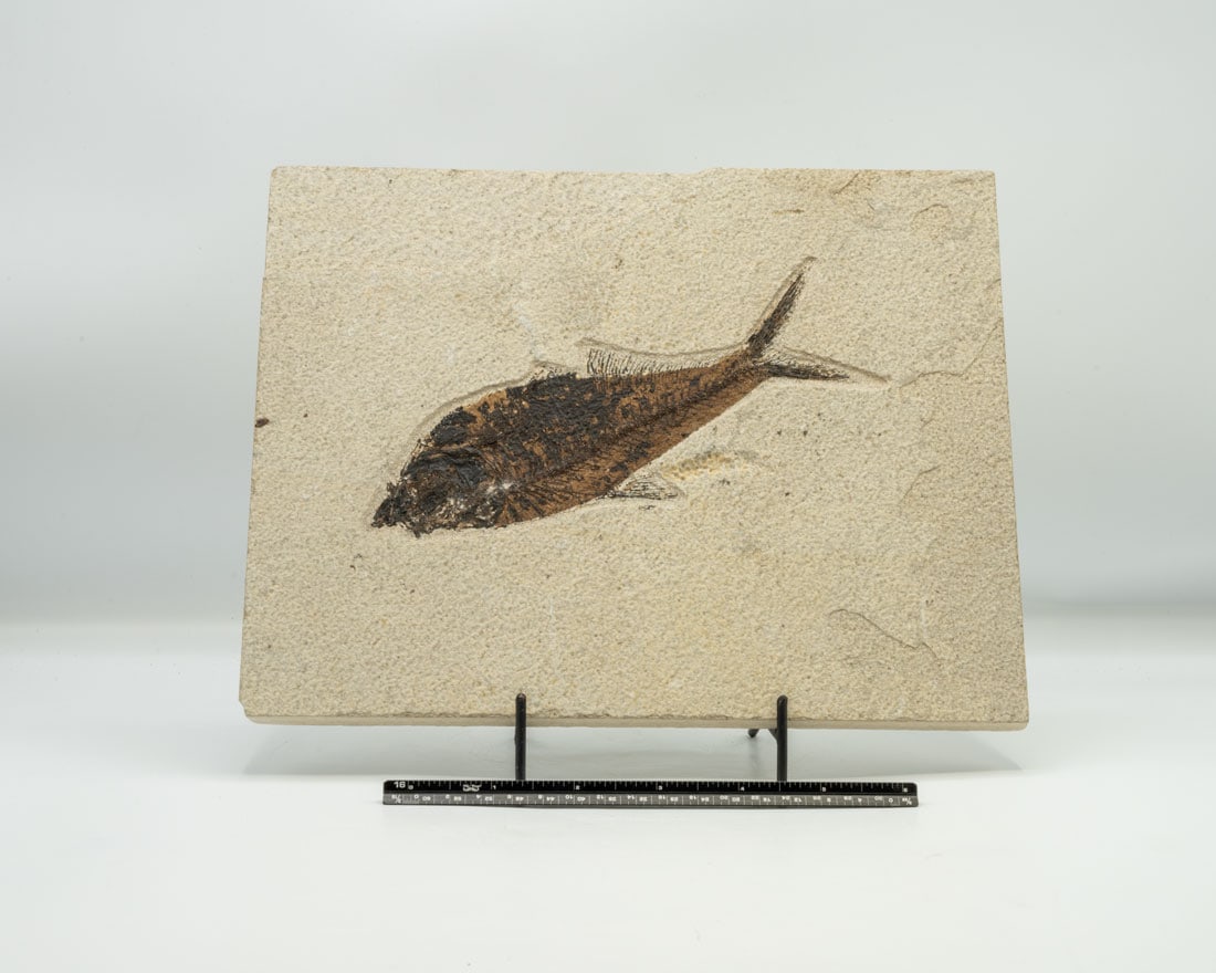 Green River Fish Fossil Plate (1 of 2)
