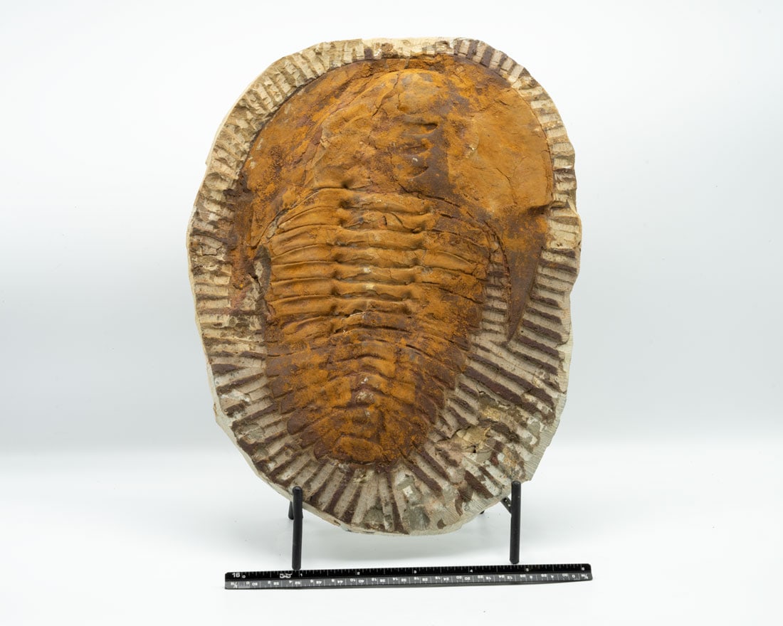 Large Moroccan Trilobite Fossil (1 of 4)