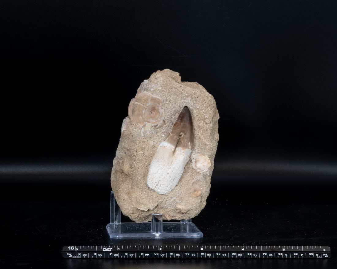 Mosasaurus Shark Tooth Fossil in Matrix: Mosasaurus shark tooth fossil in matrix from Morocco. 256 grams.