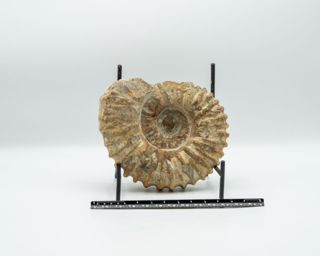 Large Unpolished Moroccan Ammonite Fossil (1 of 4)
