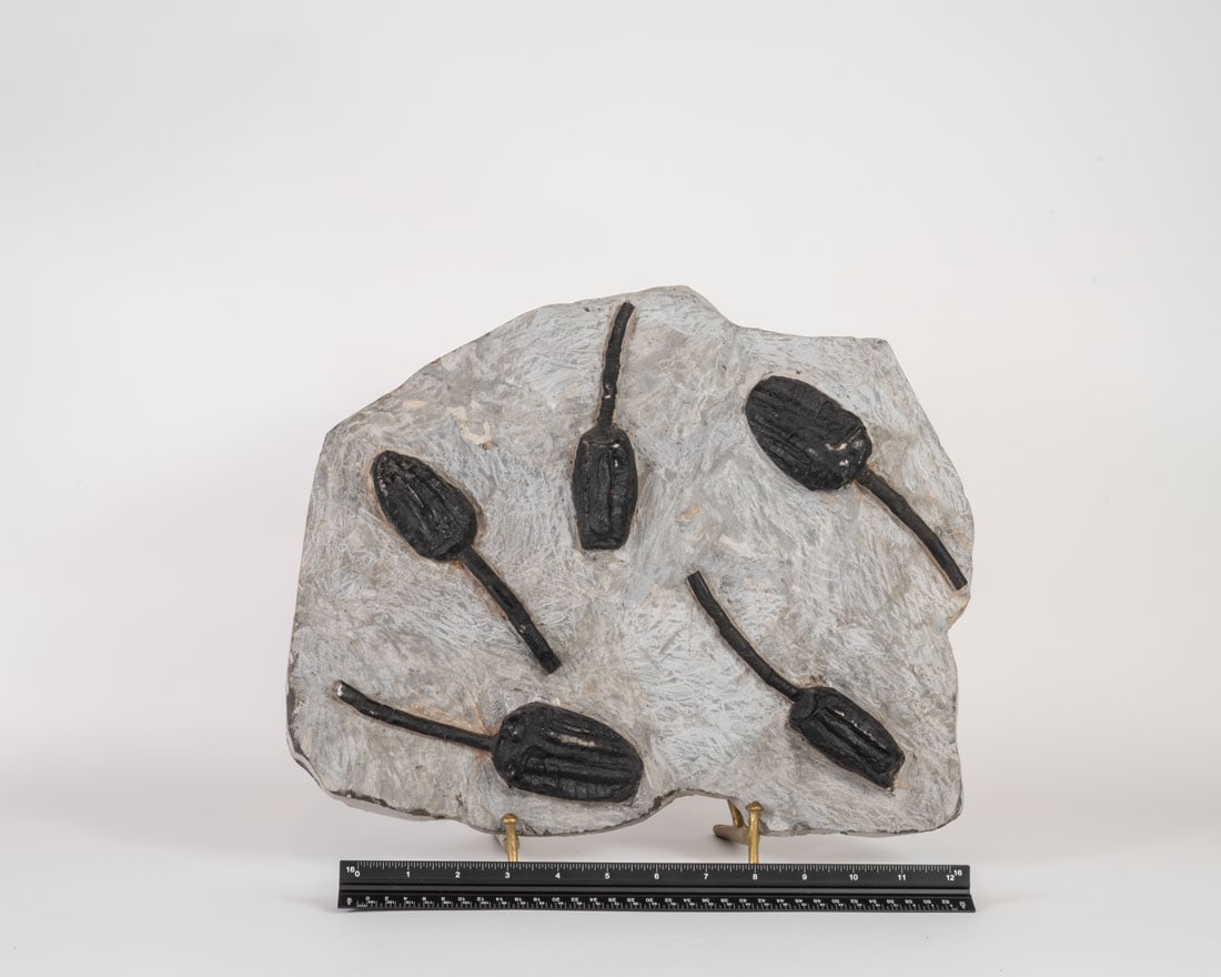 Scyphocrinite Fossil Plate (1 of 1)