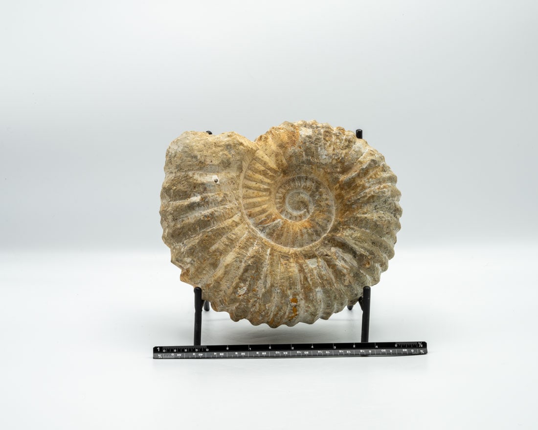 Large Unpolished Moroccan Ammonite Fossil (1 of 4)