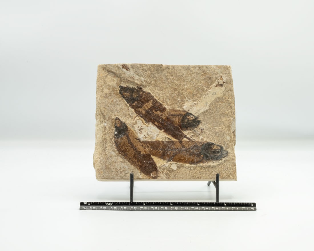 Green River Fish Fossil Plate (1 of 2)