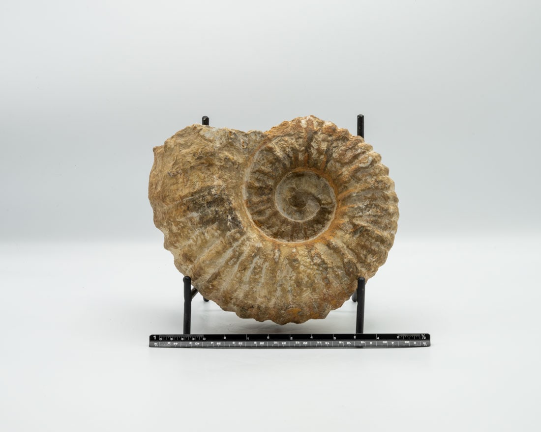 Large Unpolished Moroccan Ammonite Fossil (1 of 3)