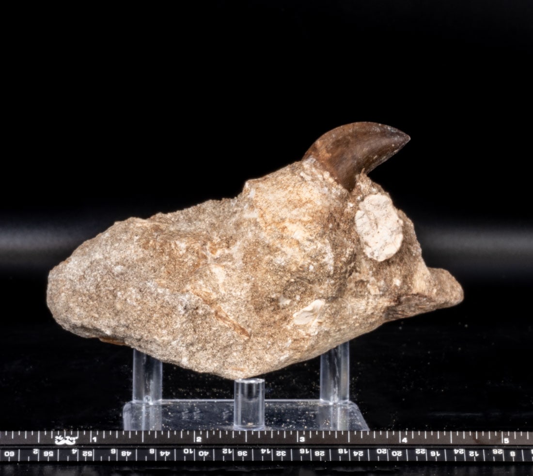 Mosasaurus Shark Tooth Fossil in Matrix: Mosasaurus shark tooth fossil in matrix from Morocco.