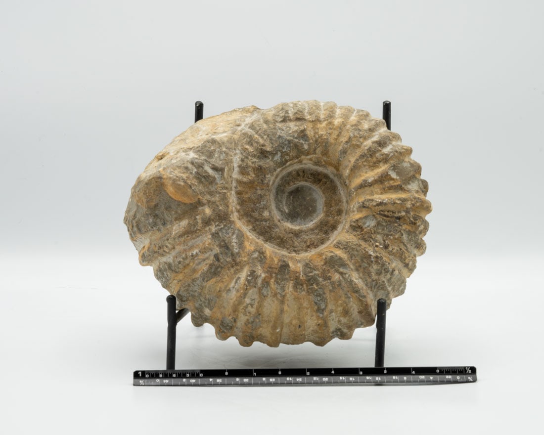 Large Unpolished Moroccan Ammonite Fossil (1 of 4)