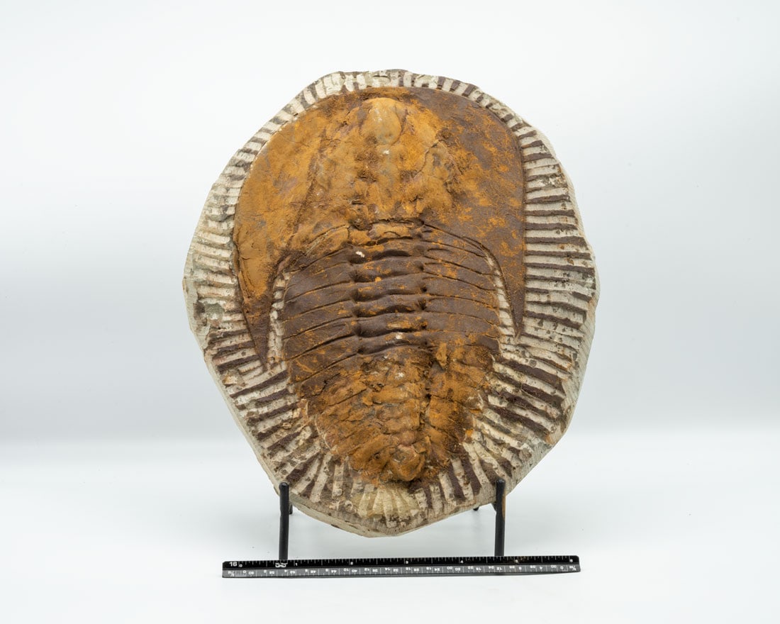 Large Moroccan Trilobite Fossil (1 of 4)