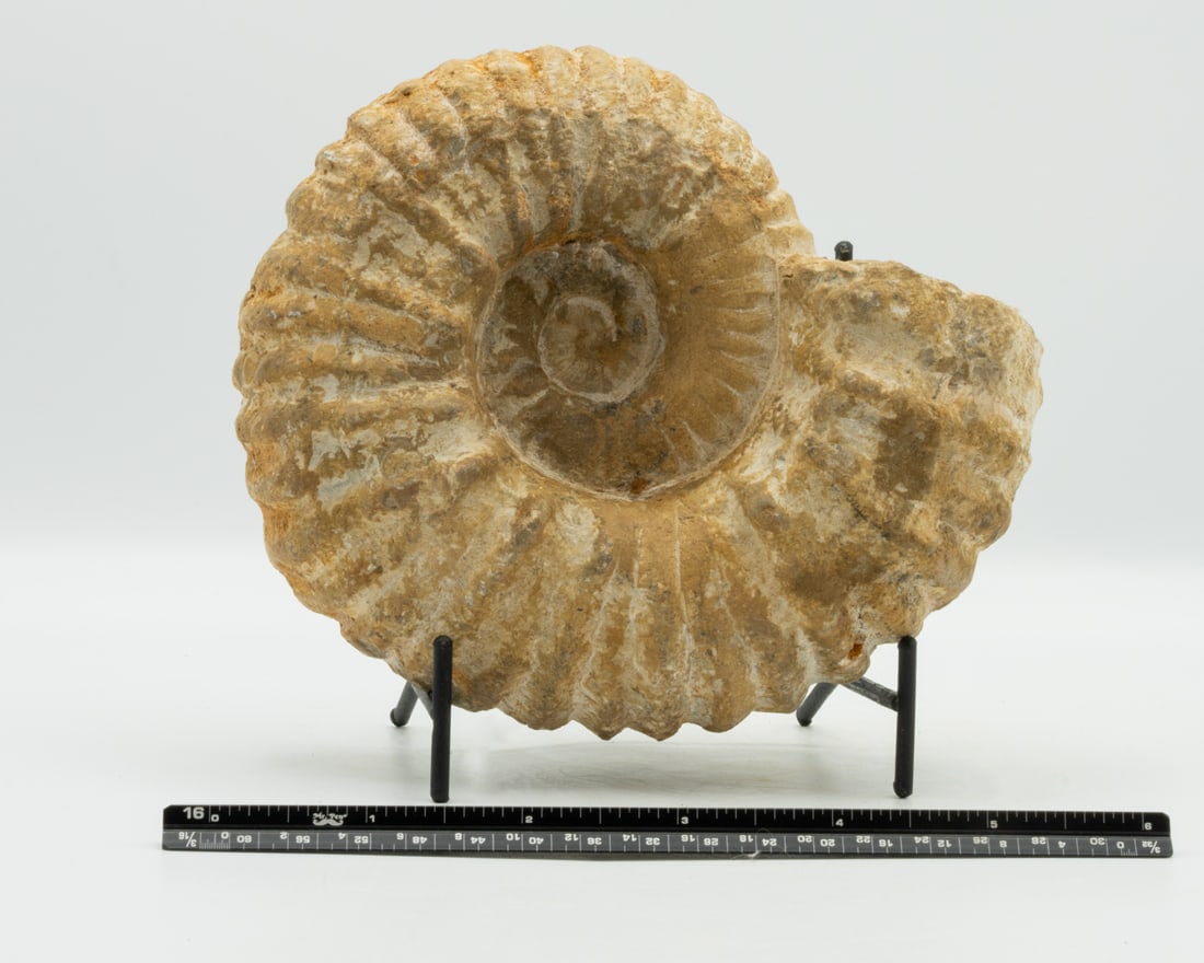Large Unpolished Moroccan Ammonite Fossil (1 of 2)