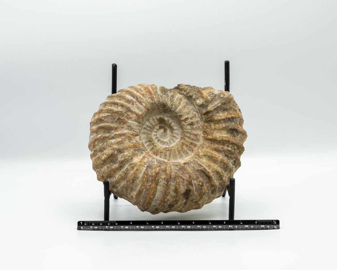 Unpolished Moroccan Ammonite Fossil (1 of 4)