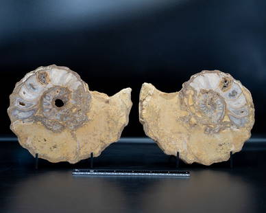 Texas Ammonite Fossil Pair: Large, split Texas ammonite fossil halves. 7" x 6" x 1.25". 4.6 pounds.