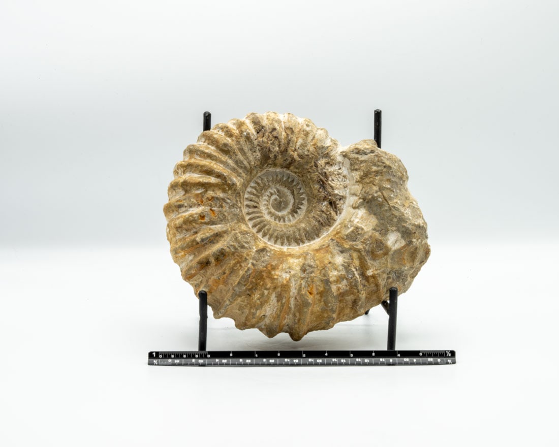 Large Unpolished Moroccan Ammonite Fossil (1 of 4)