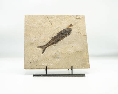 Green River Fish Fossil Plate: Large fish fossil plate from the Green River in Wyoming. 7.75" x 8.5" x 0.5". 2.11 pounds.