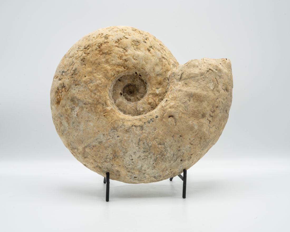 Huge Unpolished Texas Ammonite Fossil (1 of 4)