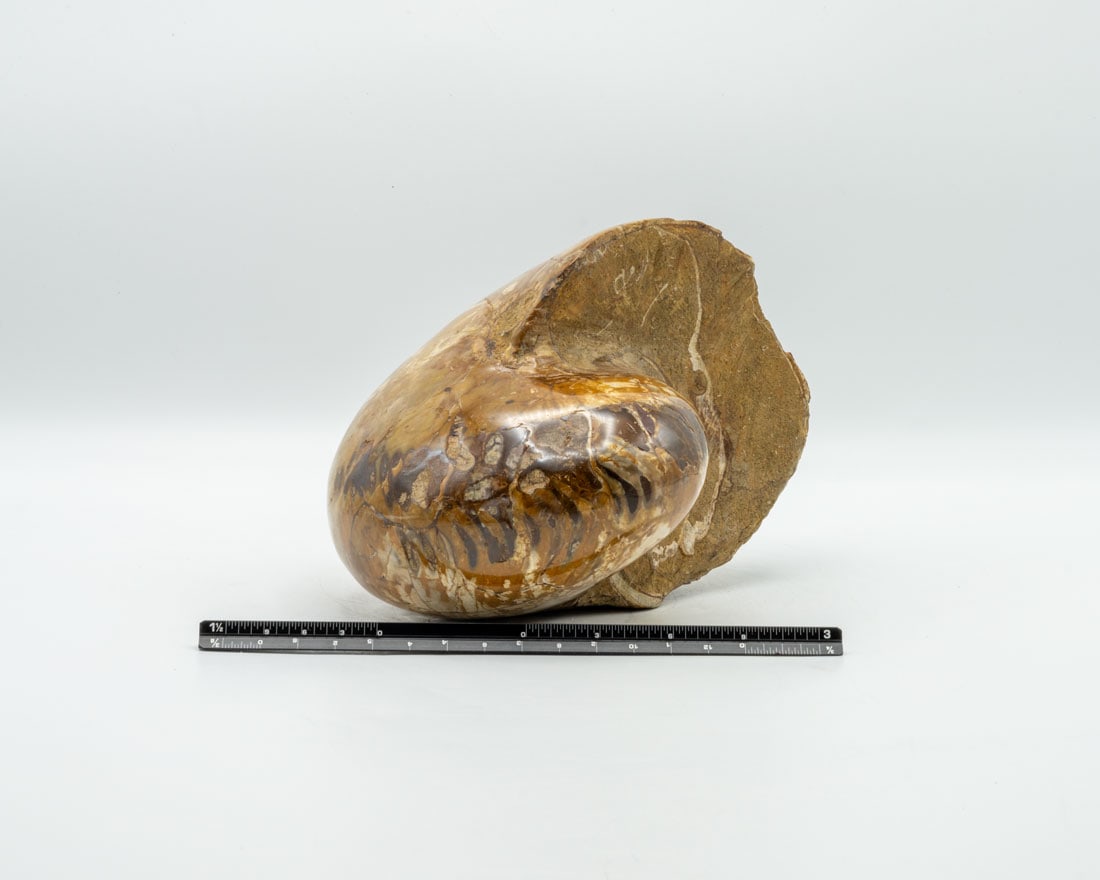 Thick Polished Ammonite Fossil (1 of 4)