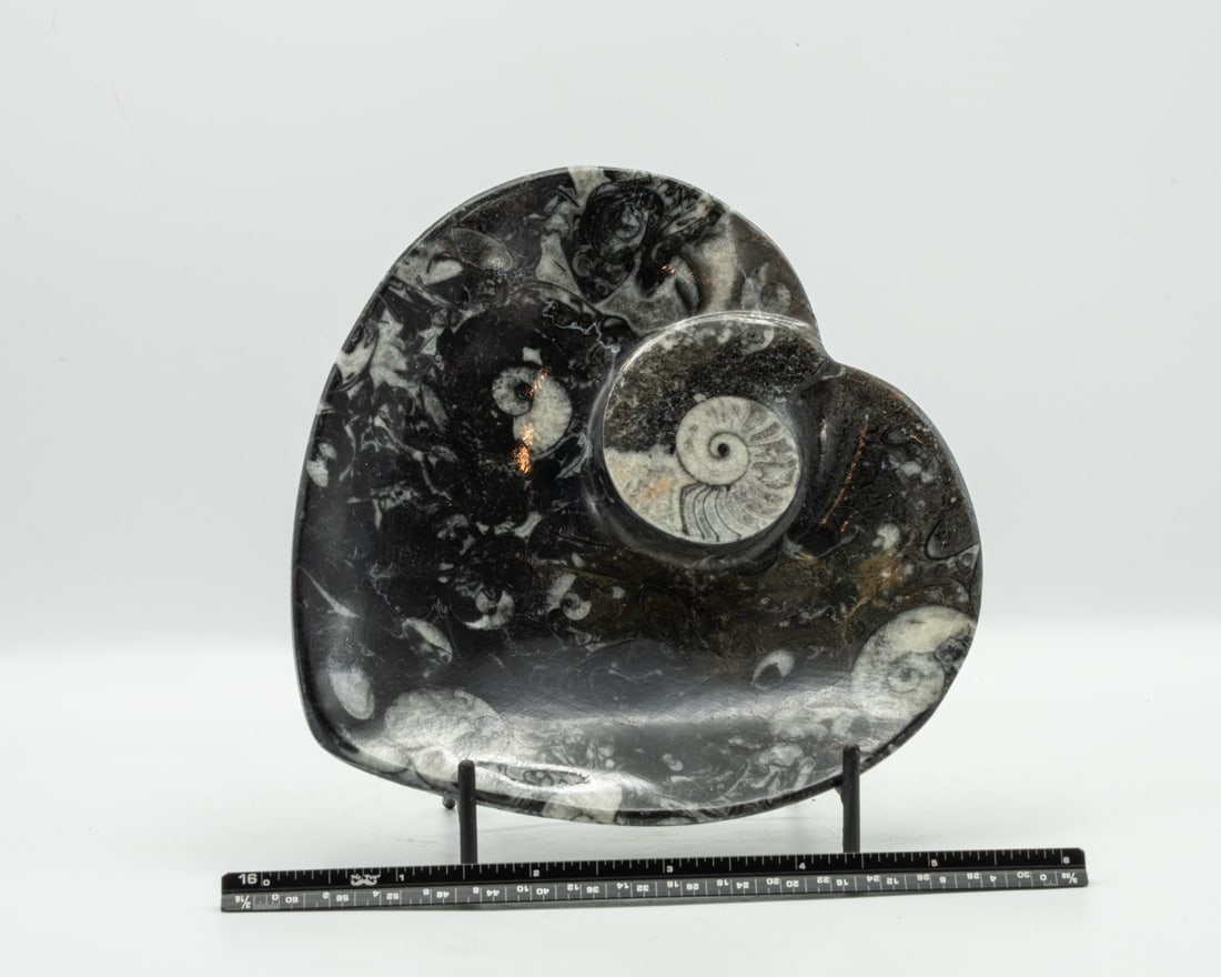 Orthoceras Fossil Heart Dish (1 of 1)
