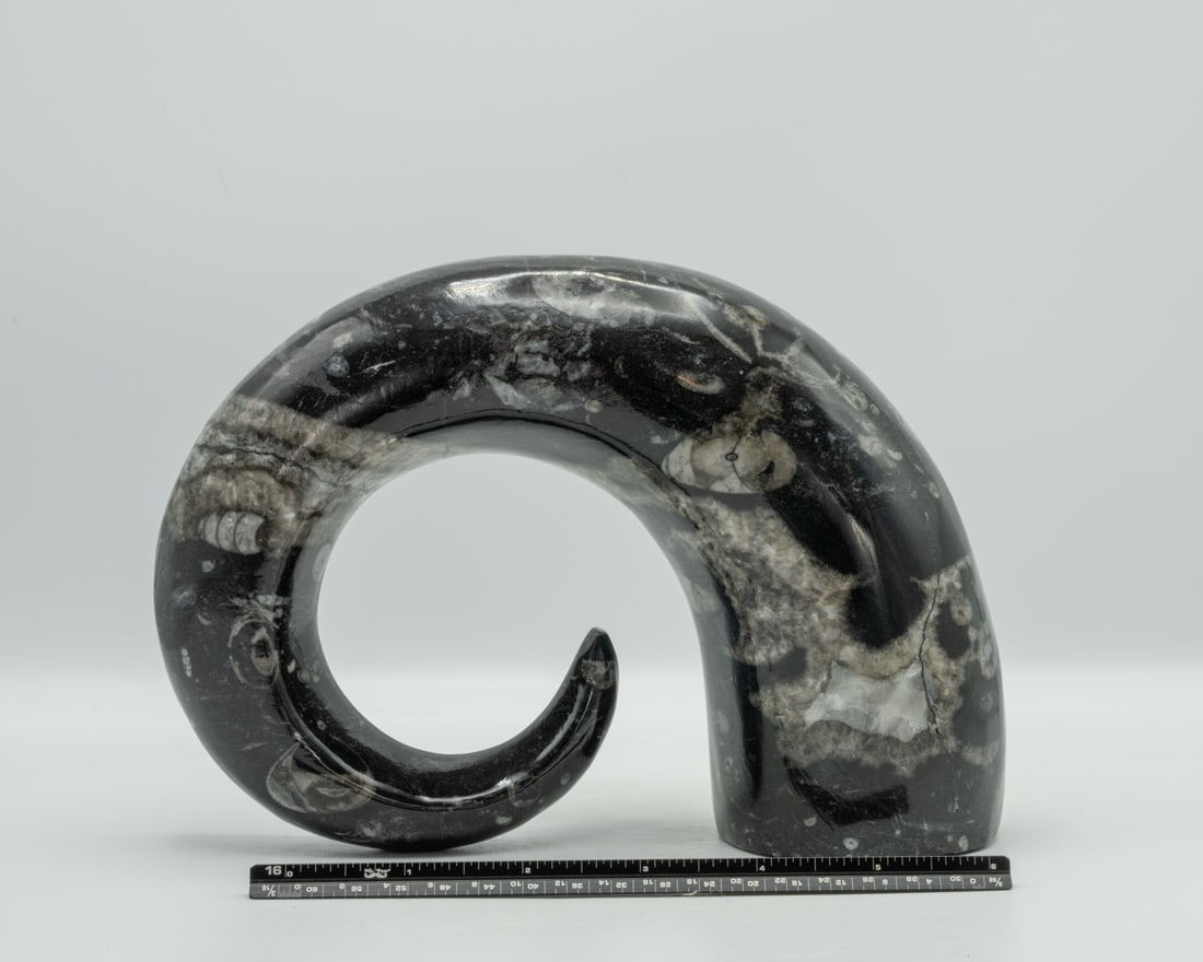Carved Moroccan Orthoceras Fossil Horn: Carved orthoceras fossil horn from Morocco. 5.75" x 8" x 2.75". 4.8 pounds.
