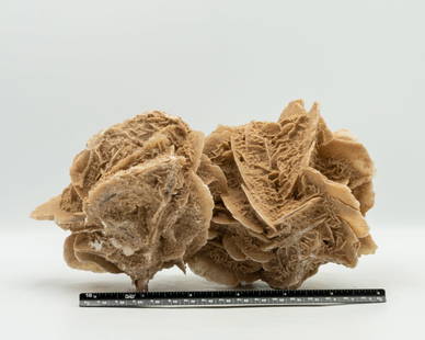 Two Large Flower Desert Rose Selenite Formation: Two large flower desert rose selenite formation. 4" x 8" x 4". 3.8 pounds.