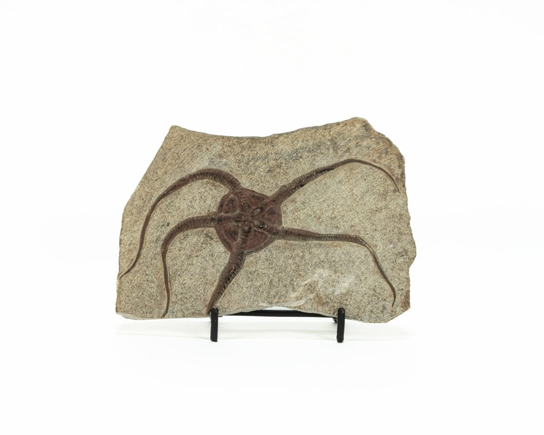 Moroccan Jurassic Starfish Fossil: Moroccan Jurassic Starfish fossil with great detail. 4" x 5.5" x 0.3". 7 ounces.