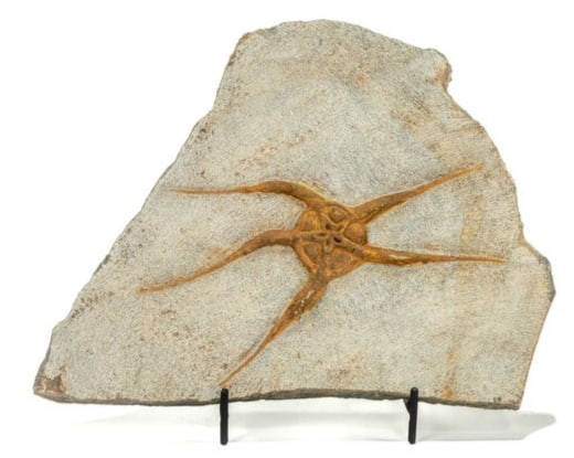 Moroccan Jurassic Starfish Fossil: Moroccan Jurassic Starfish fossil with great detail. 6.5” x 9” x 0.5". 2 pounds, 4 ounces.