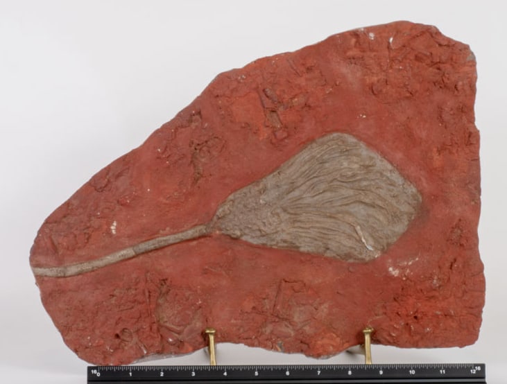 Large Scyphocrinite Crinoid Fossil: Large scyphocrinite crinoid fossil from Morocco. 17” x 12” x 1”. 11 pounds, 8 ounces.