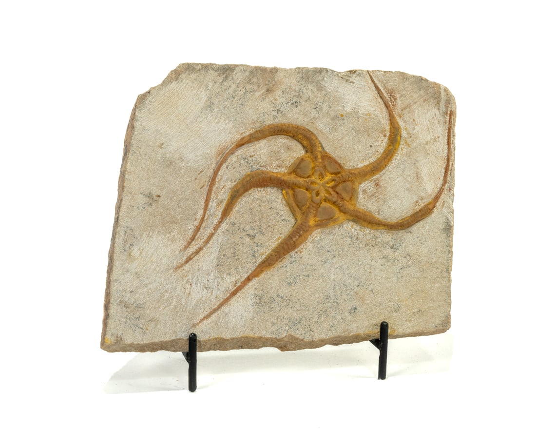 Moroccan Jurassic Starfish Fossil: Moroccan Jurassic starfish fossil with great detail. 5” x 5.5” x .5" 1 pound, 4 ounces.