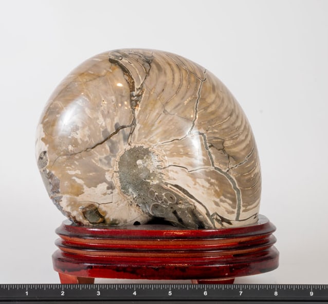 Large Polished Ammonite Fossil on Wood Stand: Large polished ammonite fossil on wood stand. 8" x 7" x 5". 10 pounds, 4 ounces.