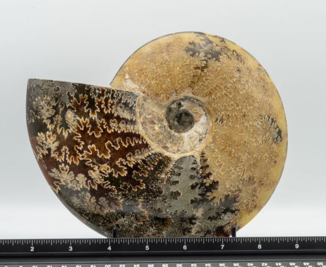 Large Polished Ammonite Fossil: Large polished ammonite fossil. 6.25" x 7.5" x 1.5". 2 pounds, 14 ounces.