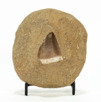 Mosasaur Tooth Fossil in Matrix: Mosasaur tooth fossil in matrix. 3.75" x 3.5" x 1.75". 374 grams.