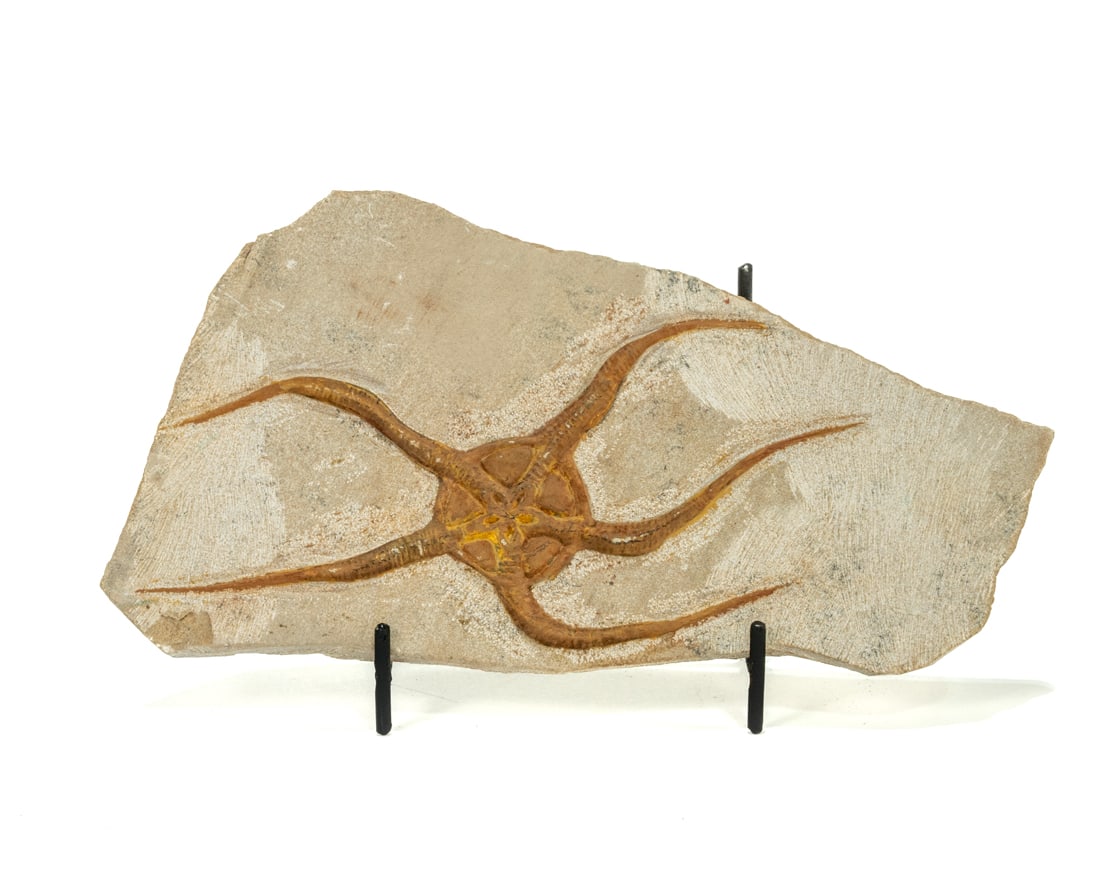 Moroccan Jurassic Starfish Fossil: Moroccan Jurassic Starfish fossil with great detail. 4.5” x 7.25" x 0.5”. 14 ounces.