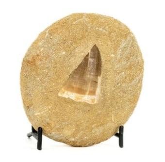 Mosasaur Tooth Fossil in Matrix: Mosasaur tooth fossil in matrix. 3.75" x 3.5" x 1.75". 356 grams.