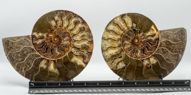 Large Polished Split Ammonite Fossil Pair: Large polished split ammonite fossil pair. Height/width/depth measurements are of one of the halves. 6" x 7.5" x 0.75". Weight of both is 3 pounds, 15 ounces.