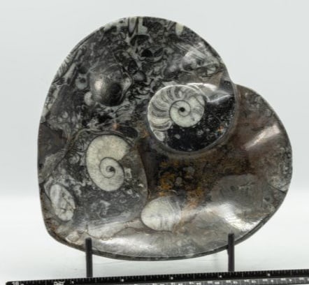 Orthoceras Fossil Heart Dish: Heart-shaped orthoceras fossil dish. 5.5" x 5.75" x 1". 12 ounces.