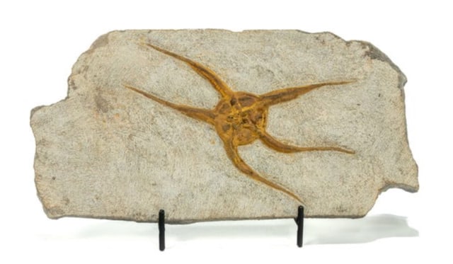 Moroccan Jurassic Starfish Fossil: Moroccan Jurassic starfish fossil with great detail. 4.5” x 9” x 0.3. 1 pound, 6 ounces.